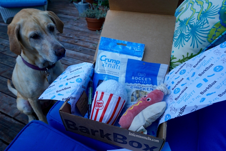 Nala - ready to dig in to the August 2015 BarkBox